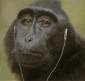 Avatar de Vigilance